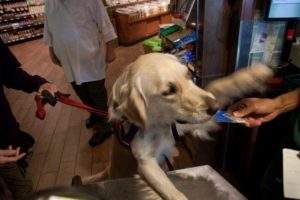 Golden Retriever with one paw on counter, taking a credit card in its mouth