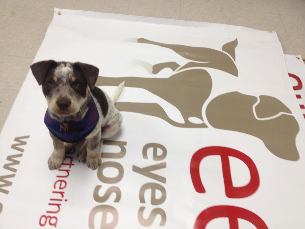 Brown and white puppy sitting on a large EENP logo banner