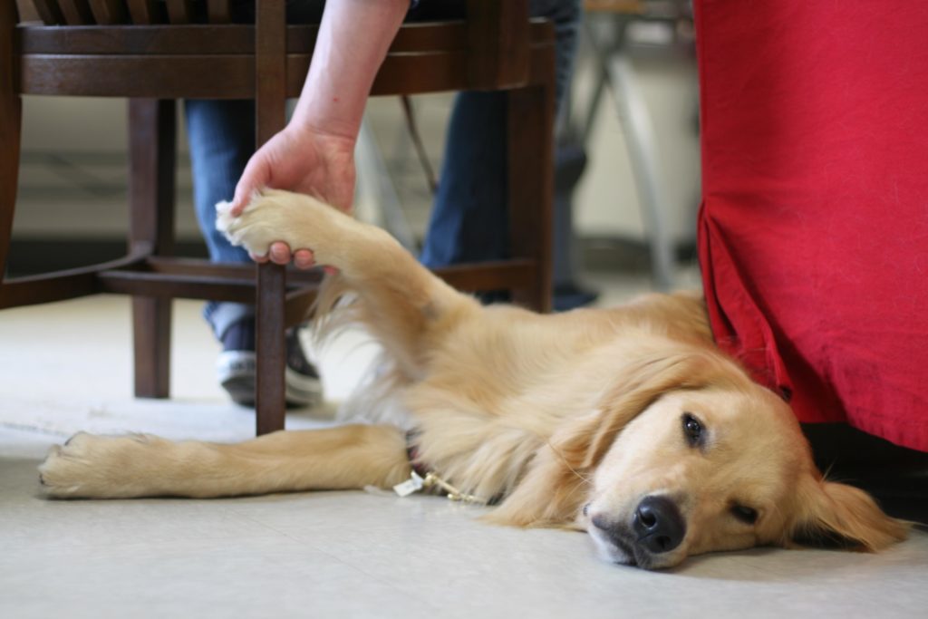 Golden Retriever lying on floor with his paw in a person's hand