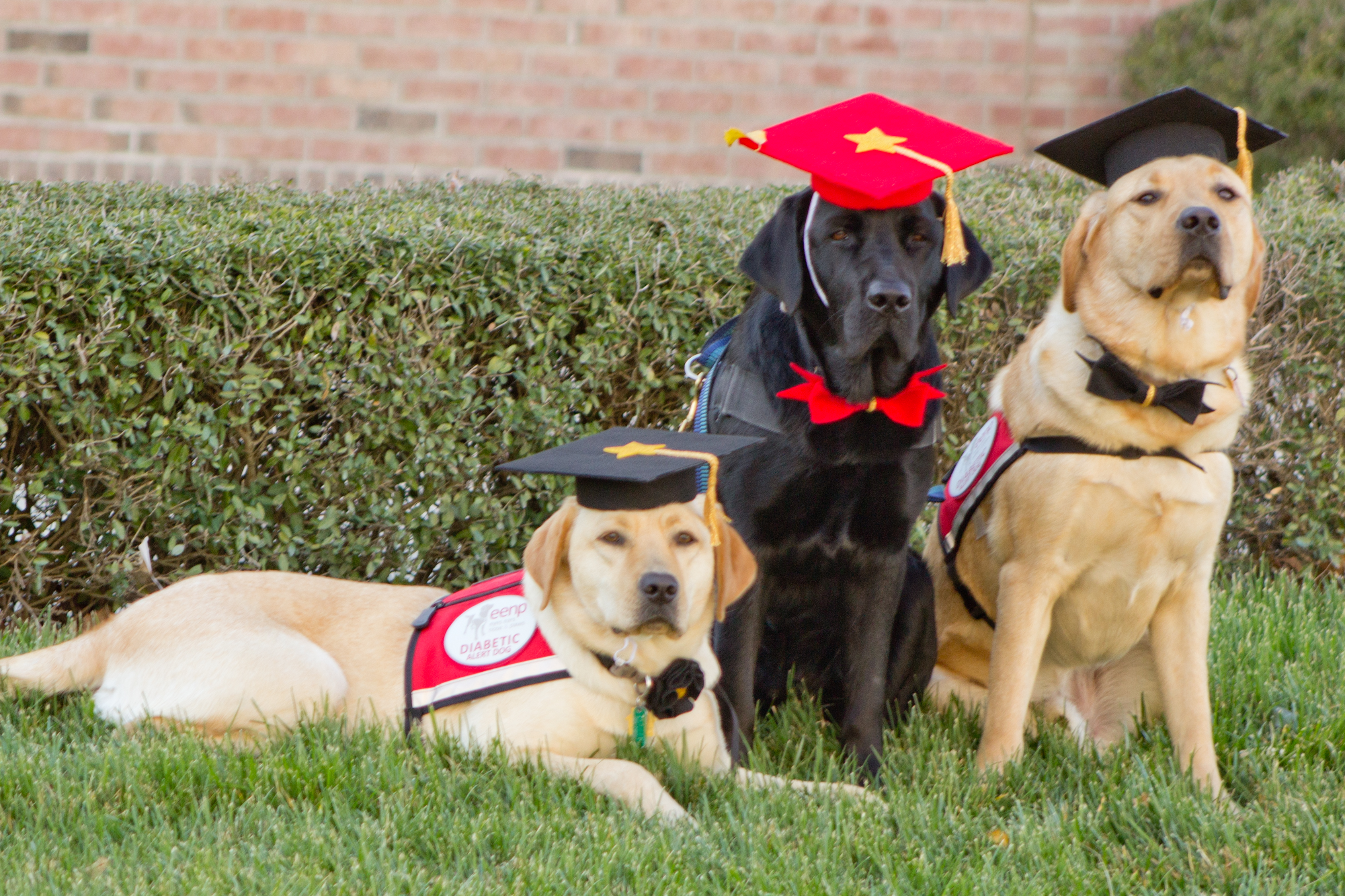 Three Labrador Retrievers in vest, wearing mortarboards and bowties