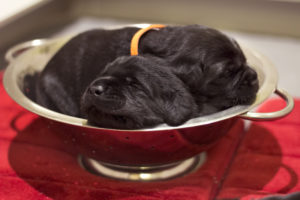 two black puppies sleeping in a pasta strainer
