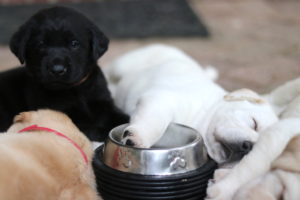 black lab puppy sitting up and looking at camera, surrounded by yellow and white puppies sleeping by a food bowl