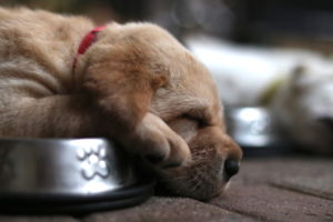 profile of yellow lab puppy sleeping on a food bowl