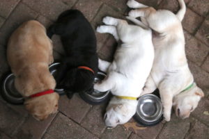 brown, black, and white lab puppies sleeping in a row with food bowls between them