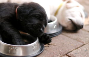 black lab puppy sleeping in a food bowl with a white lab puppy sleeping behind him