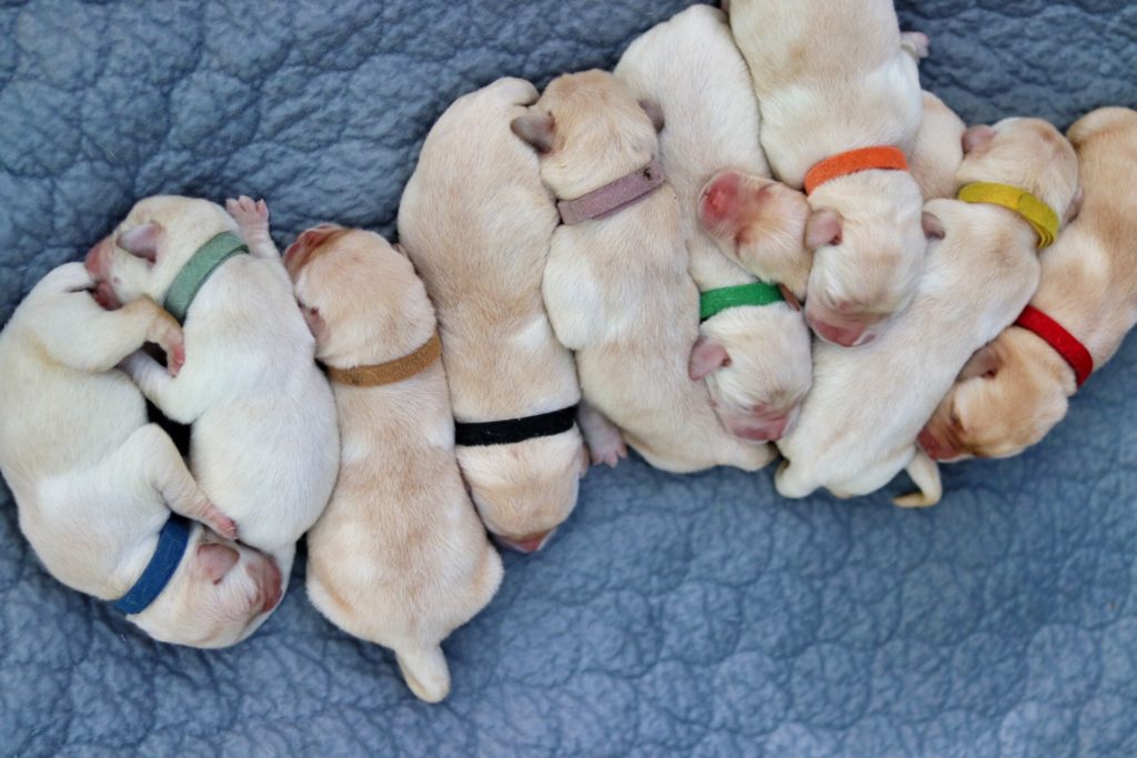 eleven white and light brown puppies sleeping in a line (one hidden under his siblings), wearing colorful collars