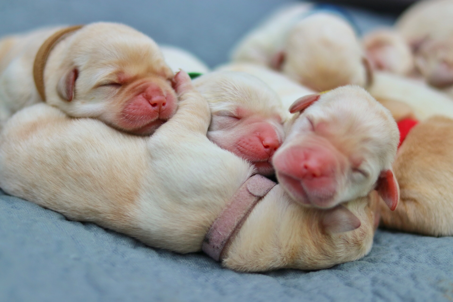 three newborn yellow lab puppies sleeping on top of on of their siblings