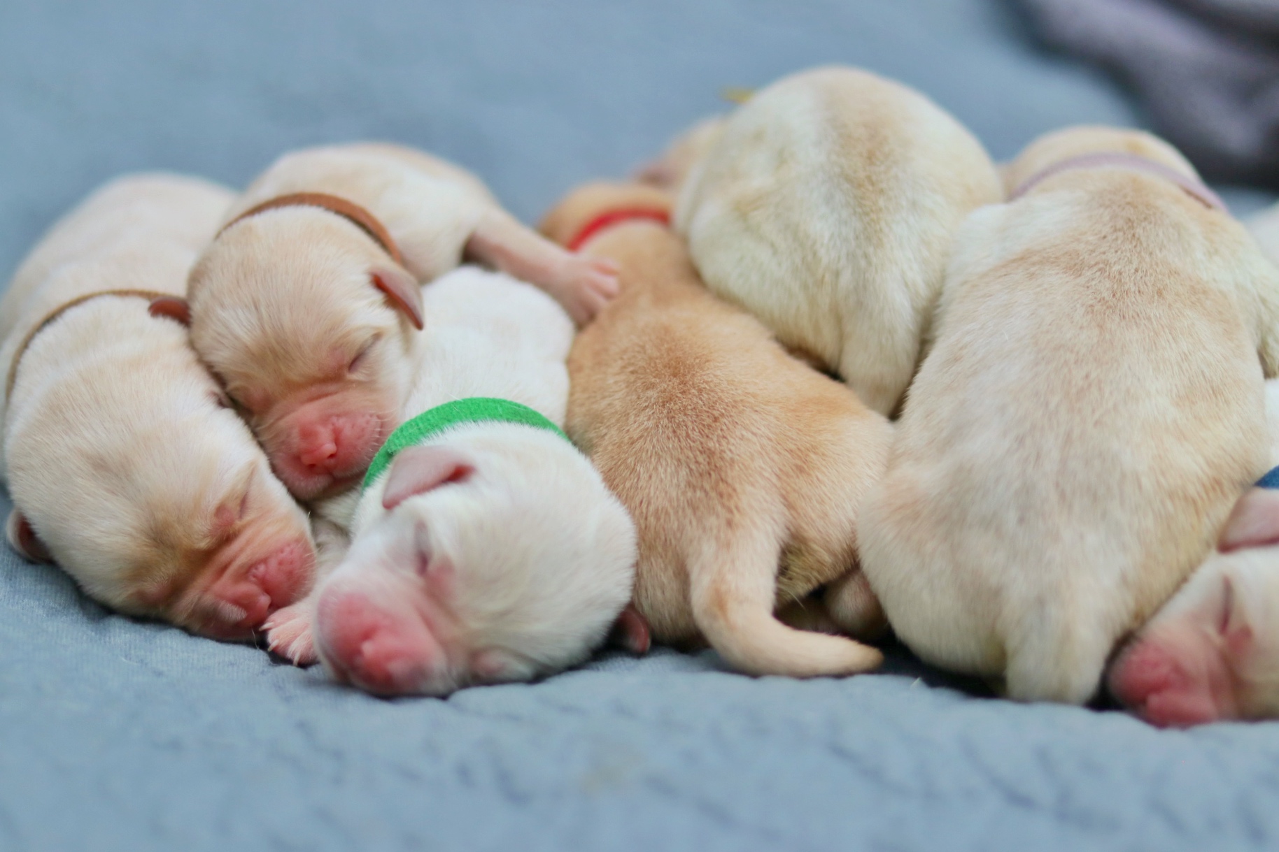 a pile of yellow lab puppies in a line,. The three on the left have their heads facing the camera and the three on the right have their rear ends facing the camera.