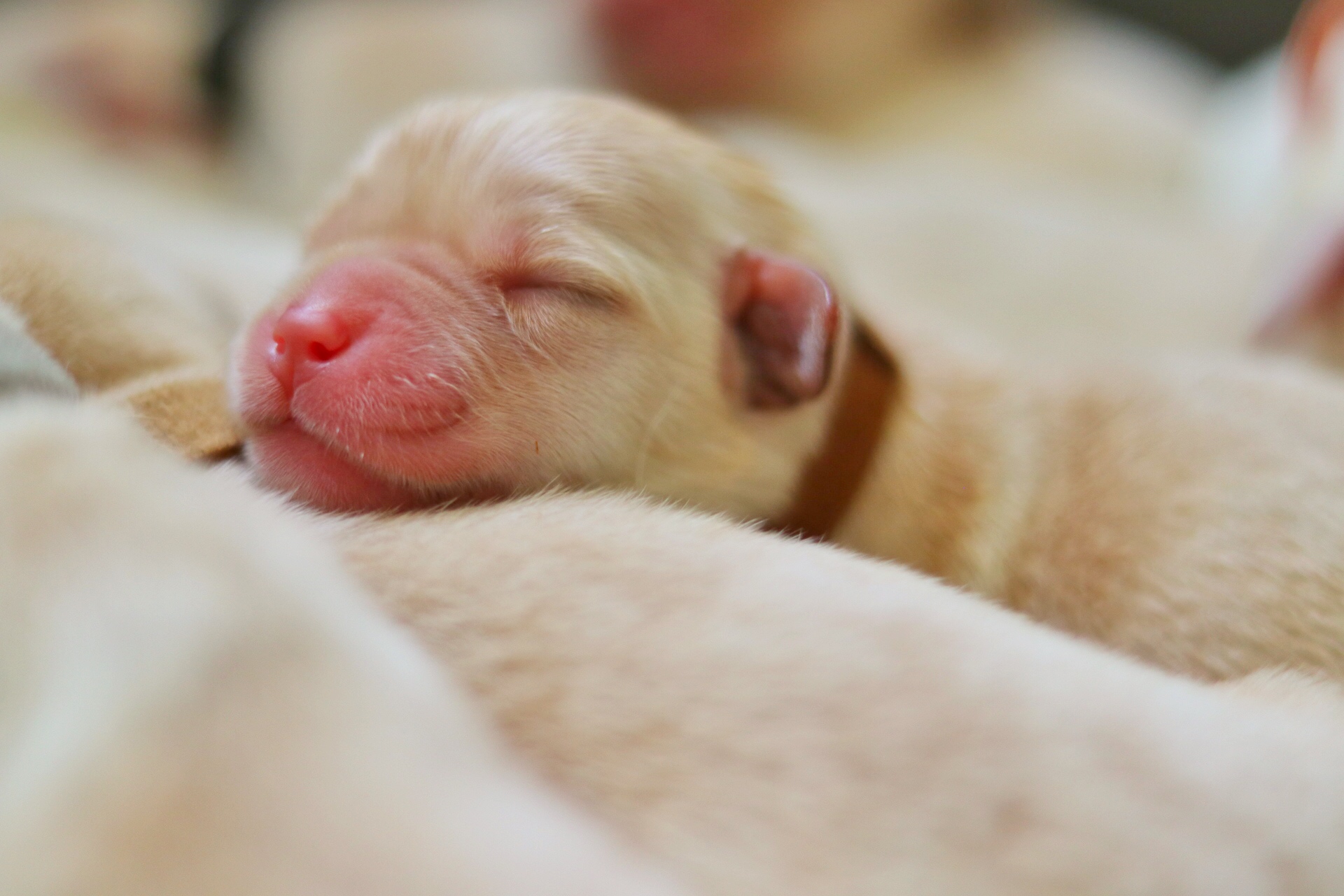 a newborn yellow lab's head pops out over the bodies of his sleeping siblings