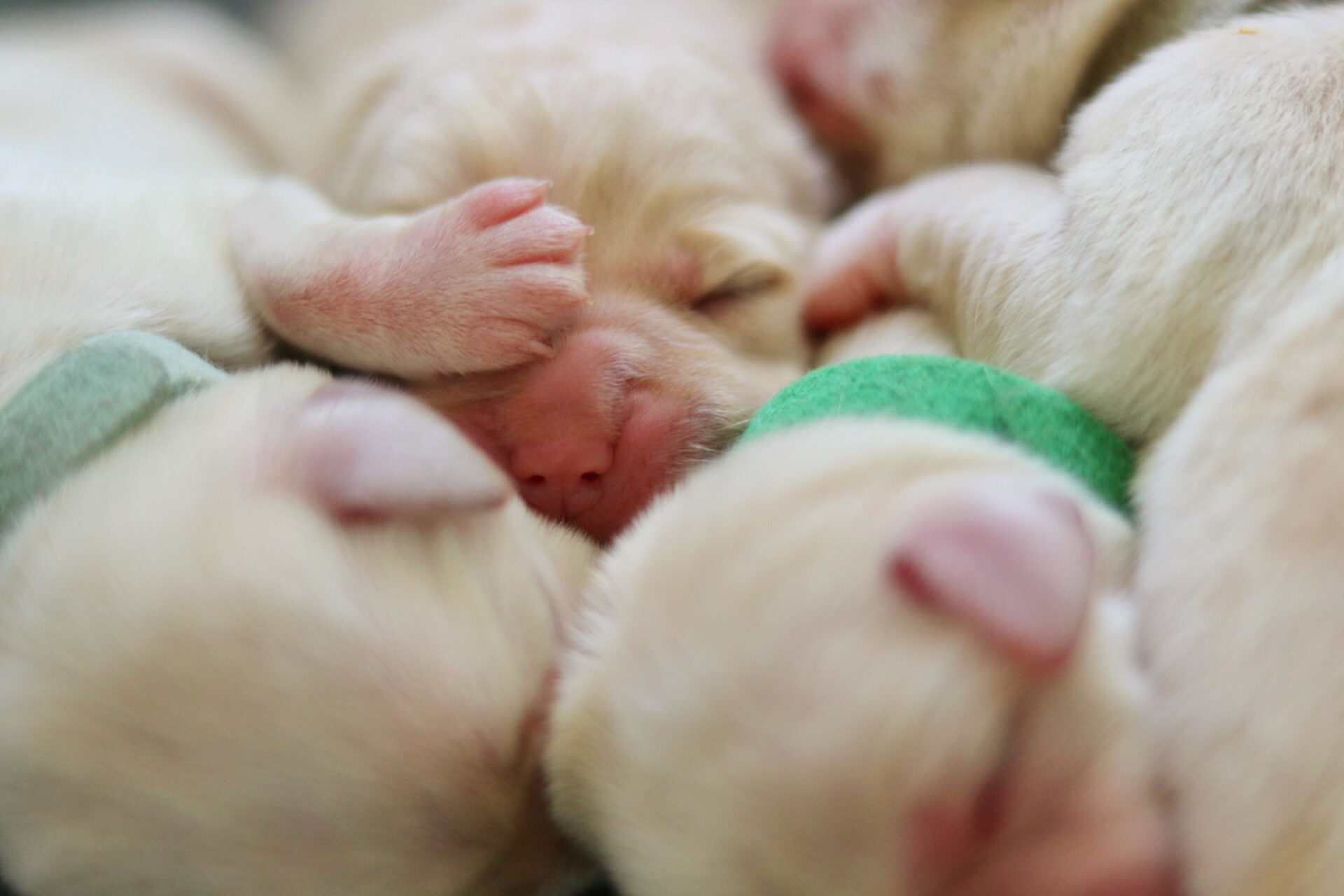 a newborn yellow lab puppy lying on top of his siblings with one of their paws covering his right eye