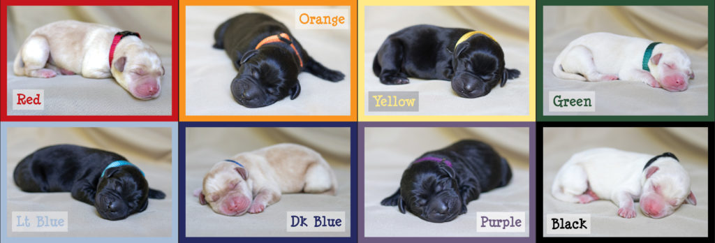 collage of eight individual portraits of newborn puppies