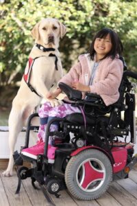A yellow labrador wearing a red vest is standing on his hind legs with his front legs in the lap of a girl seated in a wheelchair. The girl has black hair and sunglasses and is wearing a pink jacket, patterned pink pants, and bright pink shoes which match her pink power wheelchair.