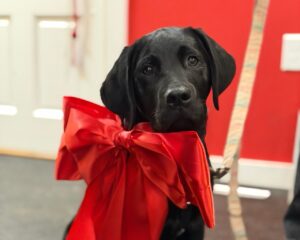 Black labrador puppy wearing a large red bow on its collar, in a red room.