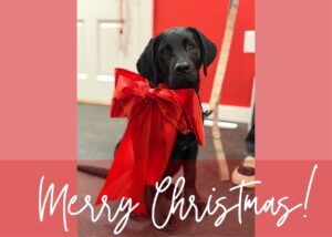 Black labrador puppy wearing a large red bow on its collar, in a red room. At the bottom of the picture is a red box with the text "Merry Christmas" in a playful script.