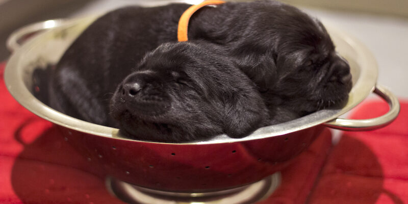 two black puppies sleeping in a pasta strainer