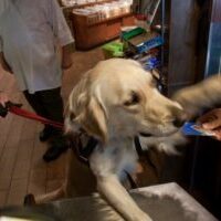 Golden Retriever with one paw on counter, taking a credit card in its mouth