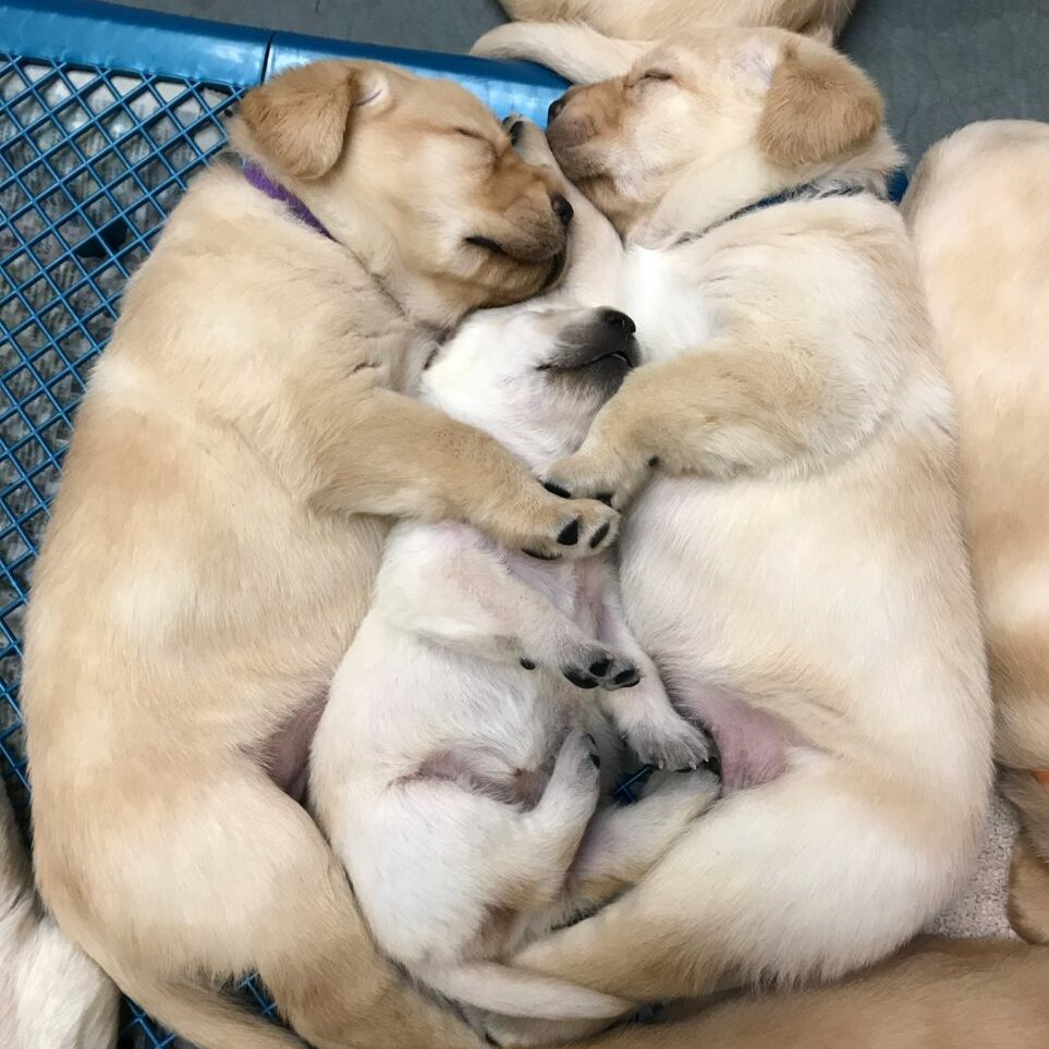 two sleeping puppies holding a third, smaller, sleeping pup between them