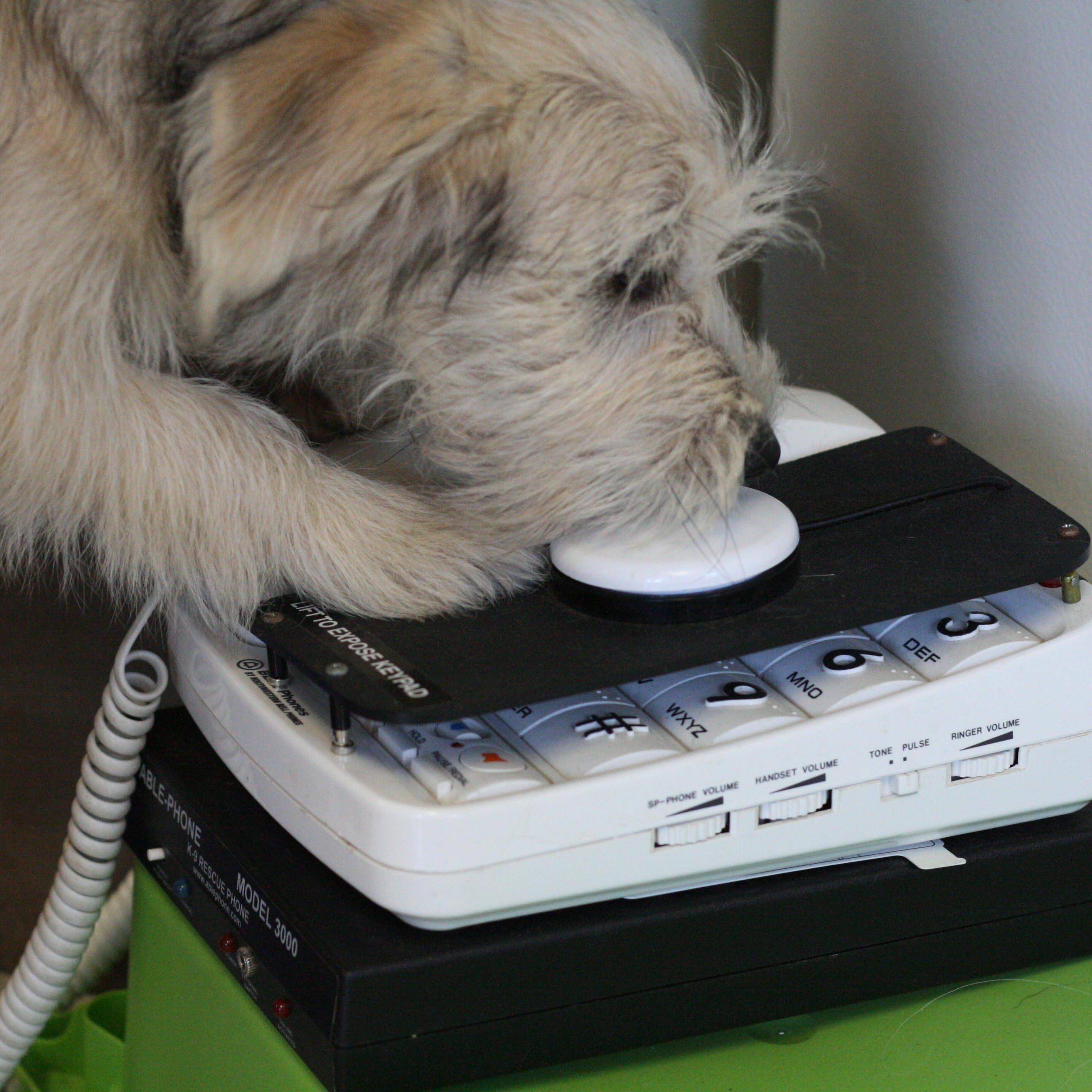 White terrier mix dog activating a specialized alert phone button