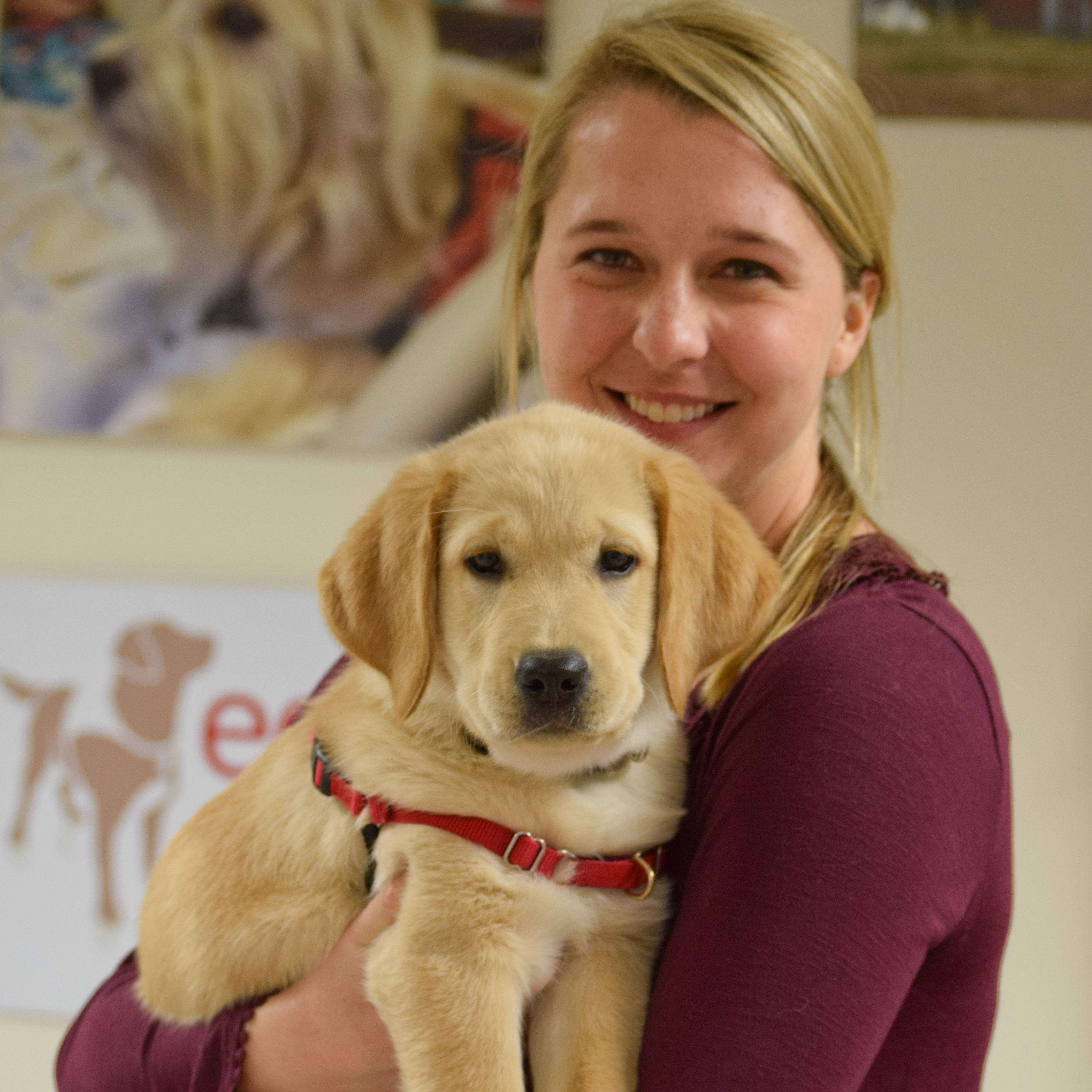 Female volunteer with yellow lab puppy in her arms