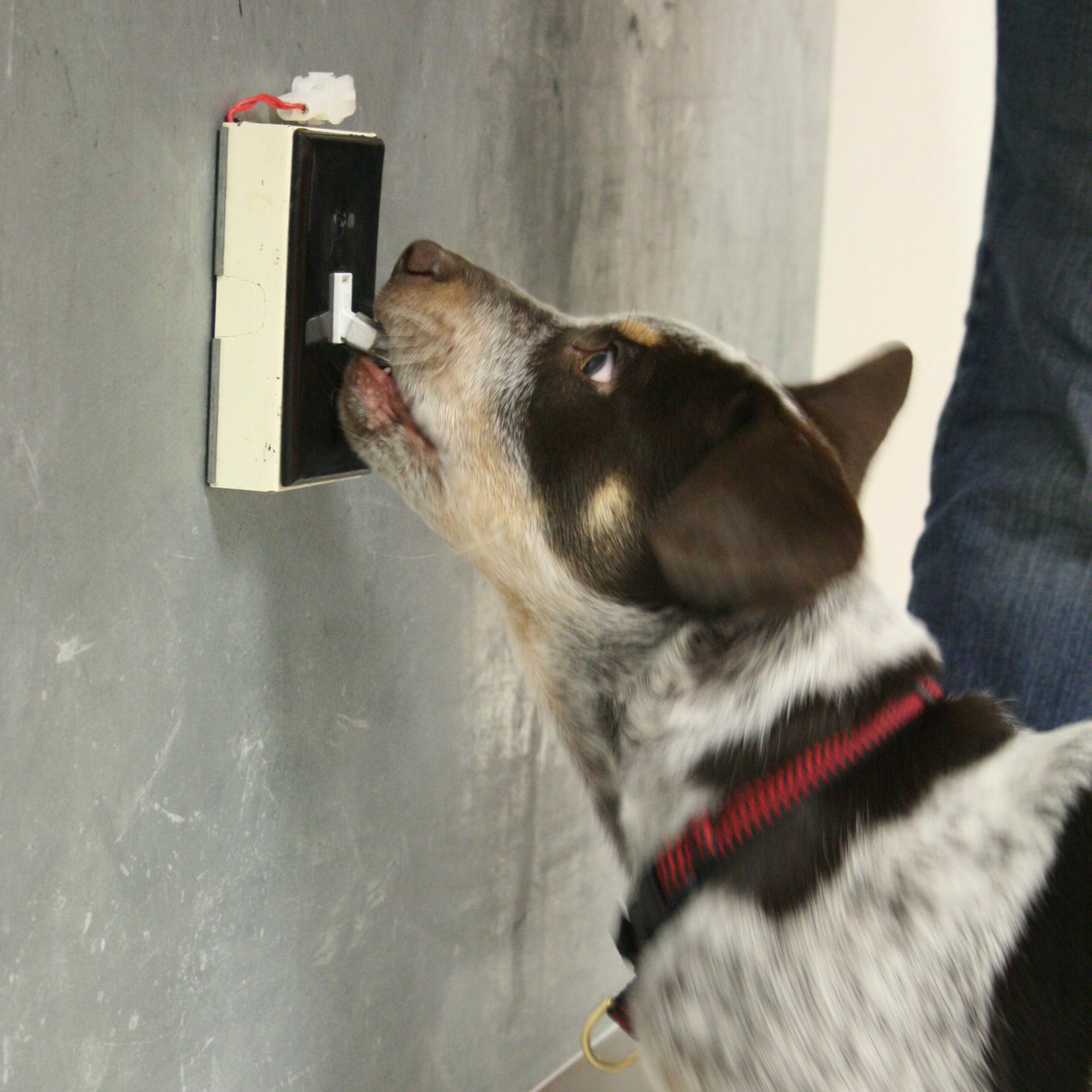 Australian Shepherd mix activating a light switch with its mouth